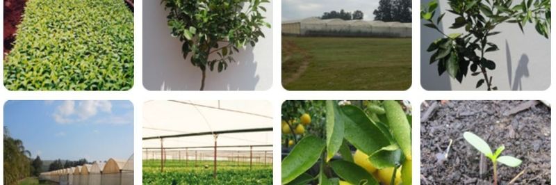 Casmar Citrus - supplier and manufacturer from 남아프리카공화국
