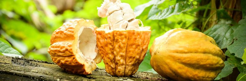 Martinetti Cocoa - Patrimonio Cacao - supplier and manufacturer from Ecuador