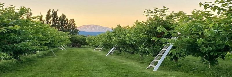 Hood River Organic Upick Farms LLC - supplier and manufacturer from 미국