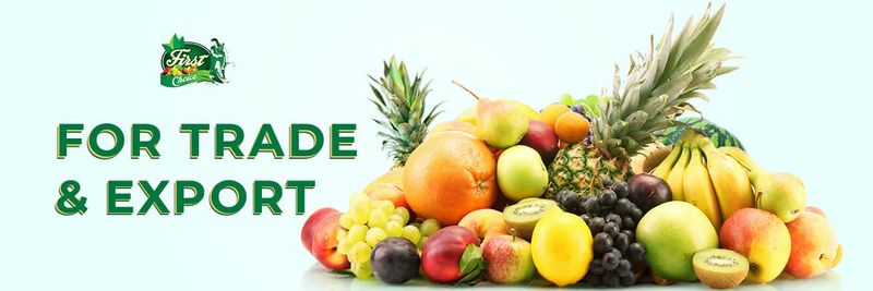 First choice - Verified supplier and manufacturer from Egypt