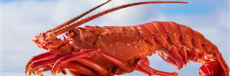 S.C.P.P. Pescadores Nacionales de Abulón - supplier and manufacturer from 멕시코