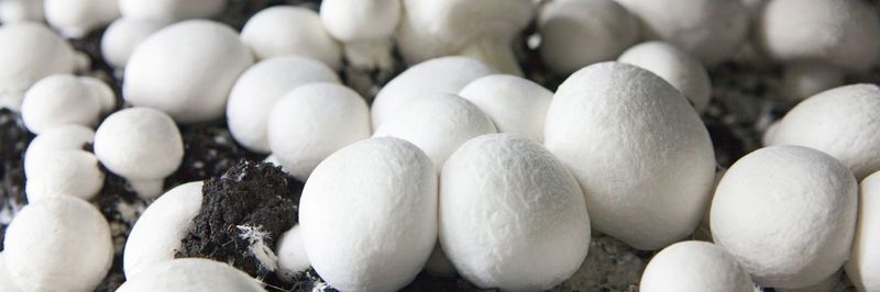 Sopińscy Uprawa Pieczarek - supplier and manufacturer from 폴란드