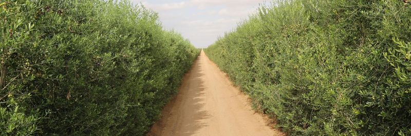 CHO GROUP TUNISIA - supplier and manufacturer from Tunisia