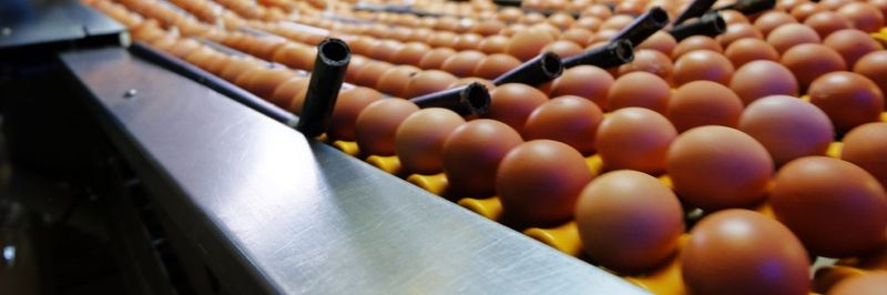 LLC Poultry farm Smetanino - supplier and manufacturer from Russia