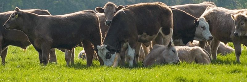Euro Farm Foods - supplier and manufacturer from 아일랜드