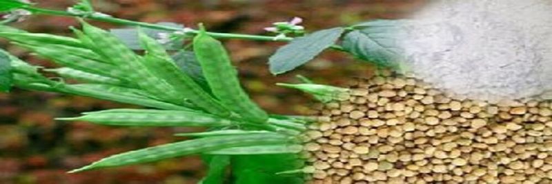 Rimmy Agro Export - supplier and manufacturer from 인도