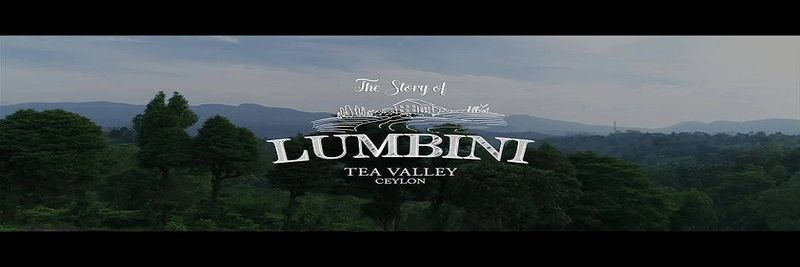 Lumbini Tea Valley - supplier and manufacturer from 스리랑카