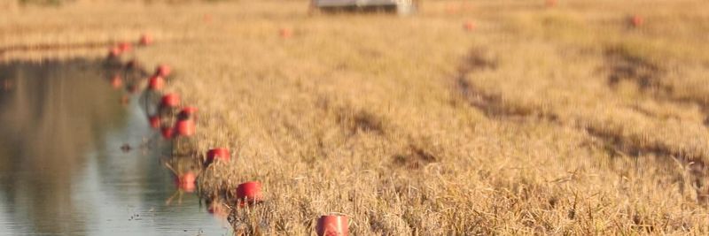 Acadia Crawfish Co, LLC - supplier and manufacturer from 미국