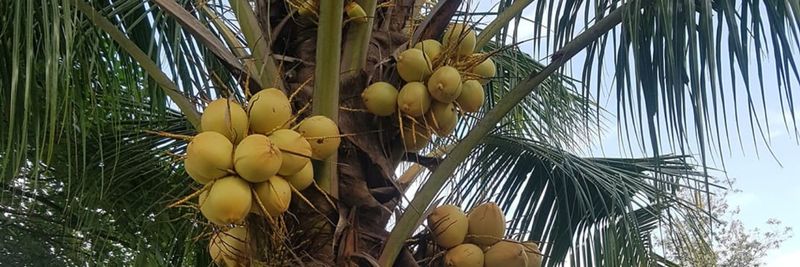 Otumi farms - supplier and manufacturer from Ghana