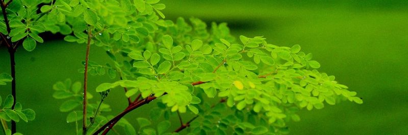 B4Trees ApS - supplier and manufacturer from 부르키나파소