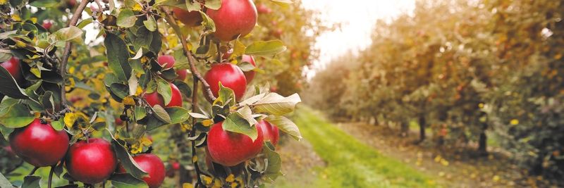 Peterson Farms Fresh Inc. - supplier and manufacturer from 미국