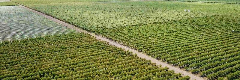 San José Farms - supplier and manufacturer from 칠레