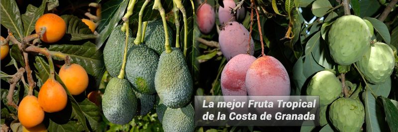 Frutas Manzano (Frutas Rafael Manzano e Hijos SL) - supplier and manufacturer from Spain
