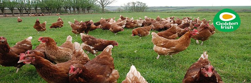 Nest Box Egg Company - Golden Irish - supplier and manufacturer from Ireland