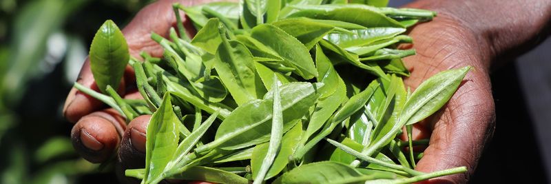 Malwatte Valley Plantations PLC - supplier and manufacturer from 스리랑카