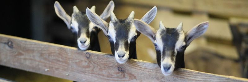 Goat Farm Scellebelle - supplier and manufacturer from 독일