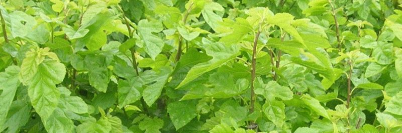 Nanbu Soken Co., Ltd. - supplier and manufacturer from 일본
