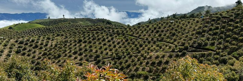 avocados planet colombia - Verified supplier and manufacturer from Colombia
