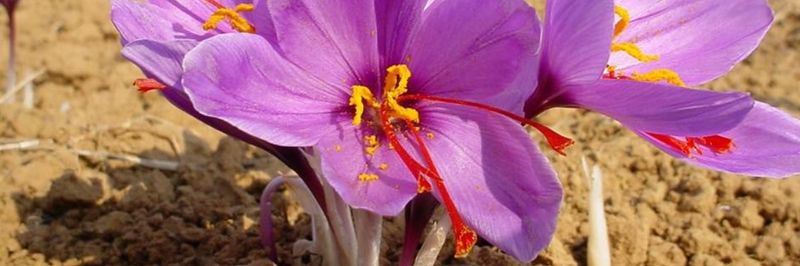 Gowhar Naab Saffron Company - supplier and manufacturer from 아프가니스탄