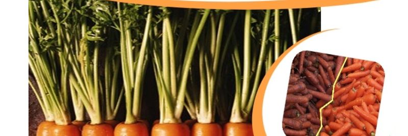 SOREGI - Frutas e Legumes, Lda. - supplier and manufacturer from 포르투갈