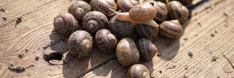 Tante Snails Company - supplier and manufacturer from Ukraine