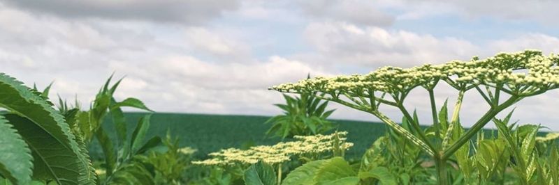 West Branch Elderberries - supplier and manufacturer from 미국