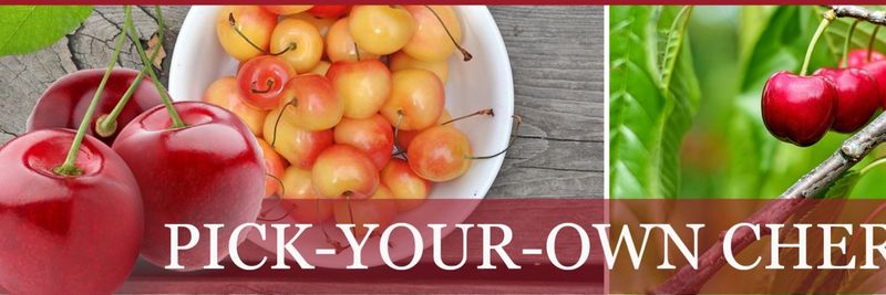 Klondyke Cherry Farm - supplier and manufacturer from 남아프리카공화국