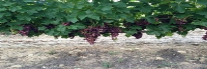 Ecmrfruits - supplier and manufacturer from 튀르키예
