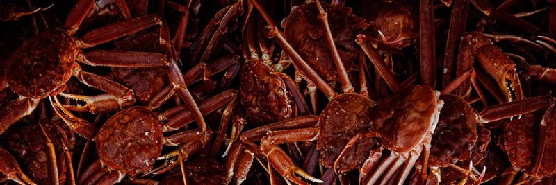 ARCTIC CATCH AS - supplier and manufacturer from Norway