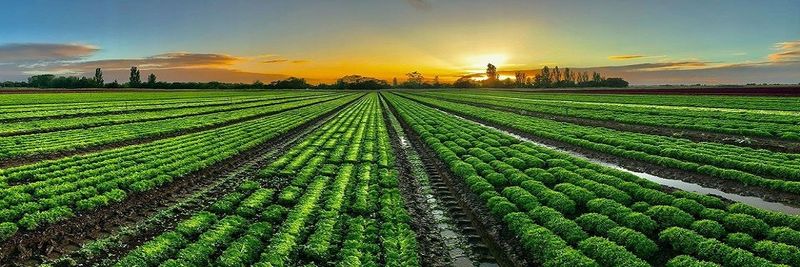 Australian Fresh Salads - supplier and manufacturer from 호주