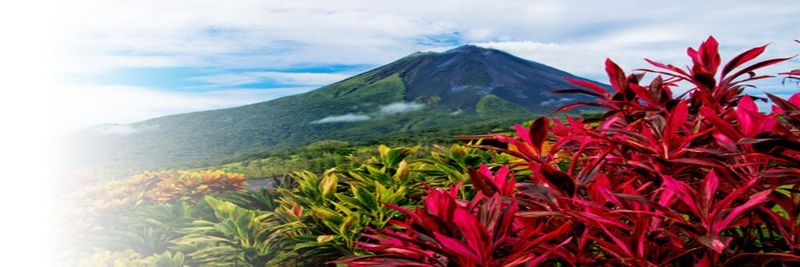 Fresh Fruit Farm - supplier and manufacturer from Costa Rica