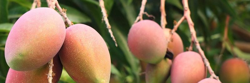 AGRO BURKINA SARL - supplier and manufacturer from 부르키나파소