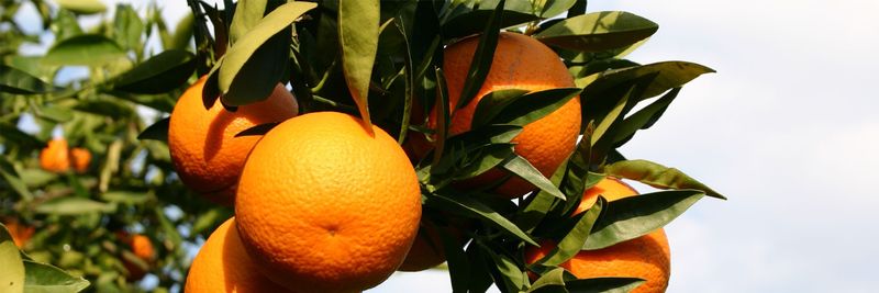 Lanitis Farm Ltd - supplier and manufacturer from 키프로스