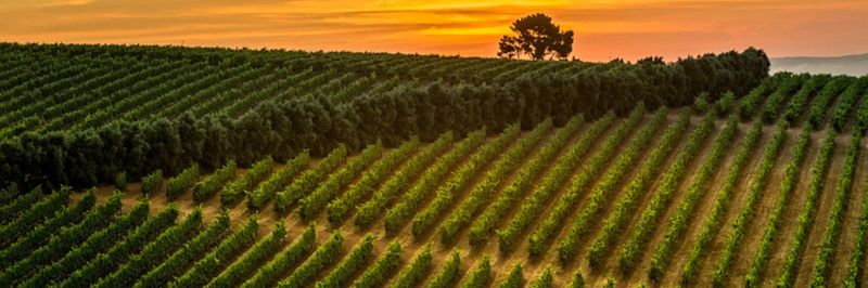 Hidden Valley Wines - supplier and manufacturer from 남아프리카공화국