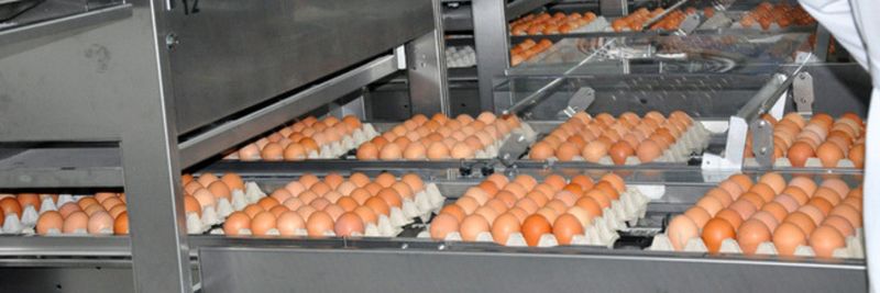 LLC TD Poultry Farm Novorossiysk - supplier and manufacturer from Russia