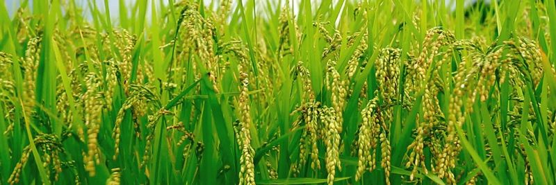 Mujaly A. Bamujally United Co. - supplier and manufacturer from Saudi Arabia
