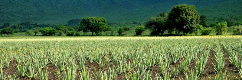 Aloe Jaumave S.A. de C.V. - supplier and manufacturer from 멕시코
