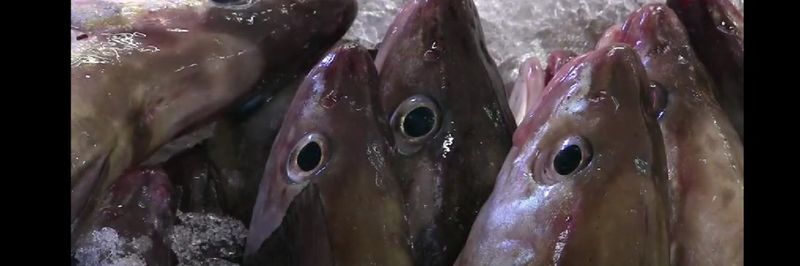Simpson Fish - supplier and manufacturer from United Kingdom