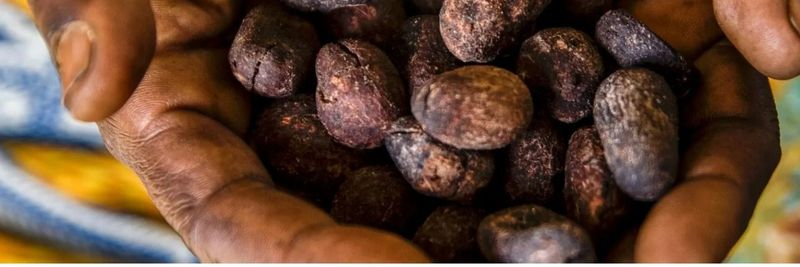 GENESIS HARVEST TRADE & CO - supplier and manufacturer from Ghana