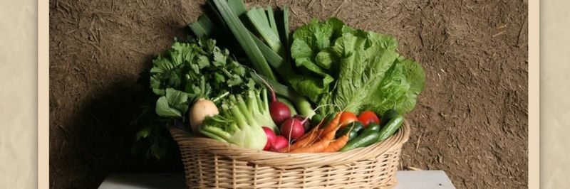 Ben Tzi Farm - supplier and manufacturer from 이스라엘
