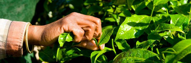 East Usambara Tea Company Ltd - supplier and manufacturer from 탄자니아