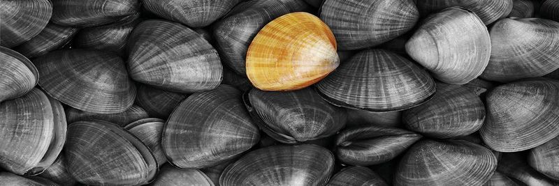 Mariscos Laumar SL - supplier and manufacturer from Spain