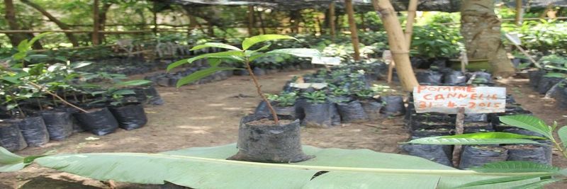 BIONATURA - supplier and manufacturer from Cameroon