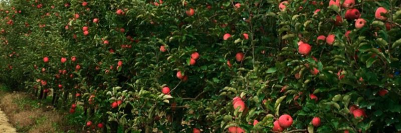 Frutec L.T.D.A. - supplier and manufacturer from Uruguay