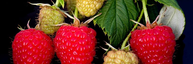 Green Valley Berries - supplier and manufacturer from 스페인
