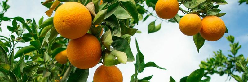 AGRO ALEX CO. FOR IMPORT & EXPORT - supplier and manufacturer from 이집트