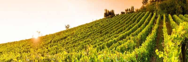 ECOVINAL S.L. - supplier and manufacturer from 스페인