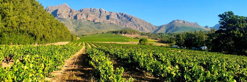 Welgegund - supplier and manufacturer from South Africa