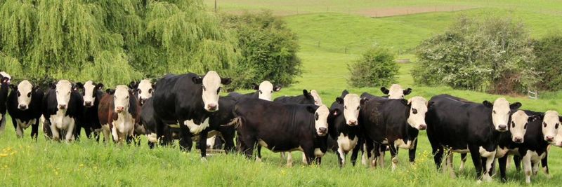 Magills Processing Plant - supplier and manufacturer from New Zealand