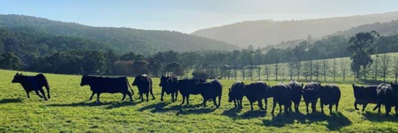 Australian Meat Group Pty Ltd - supplier and manufacturer from Australia